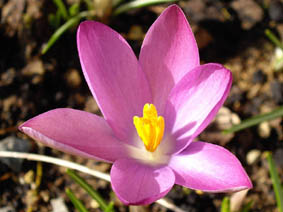 Crocus tommasinianus 'Roseus'